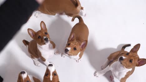 Un-Grupo-De-Perros-Pequeños-Se-Sientan-Y-Esperan-A-Que-El-Dueño-Alimente-Un-Bocadillo-Para-Perros-En-Cámara-Lenta