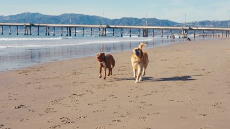 Perro-Golden-Retriever-Y-Pitbull-Con-Pelota-En-La-Boca-Corriendo-En-La-Playa-De-Arena,-Cámara-Lenta