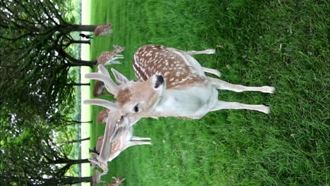 Cute-wild-deer-with-velvety-antlers-in-Phoenix-Park,-Dublin