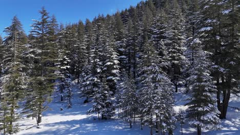 -Aerial-view-of-forest-landscape-after-first-snowfall-in-pine-tree-forest