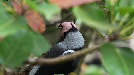 Close-up-shot-of-a-Coleto,-sarcops-calvus-spotted-perching-amidst-the-lush-tree-canopy-of-its-natural-habitat,-preening-and-grooming-its-feathers-with-its-beak,-wondering-around-its-surroundings