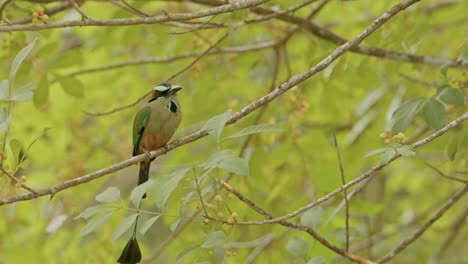 Vibrant-Momoto-bird-perched-on-a-branch-in-a-lush-green-forest