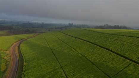 Una-Toma-De-Drones-De-Hermosos-Campos-De-Té-En-Limuru,-Kenia