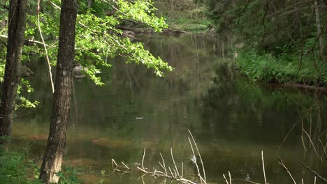 Umgestürzter-Baum-Im-Ahja-Fluss