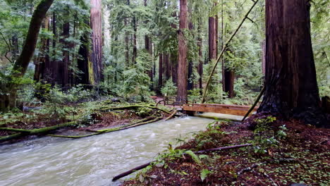 Wooden-foot-bridge-crossing-a-small-river-in-the-California,-Muir-Woods-National-Park