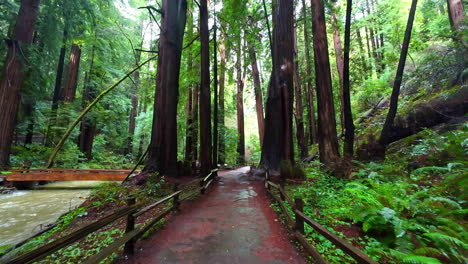 Sendero-A-Través-De-Antiguas-Secuoyas-Y-Ríos,-Monumento-Nacional-De-Muir-Woods