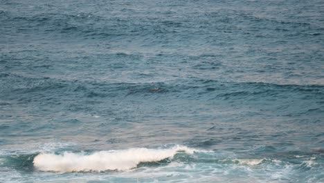 Aletas-De-Delfines-Nadando-Sobre-El-Océano-Con-Olas-ásperas