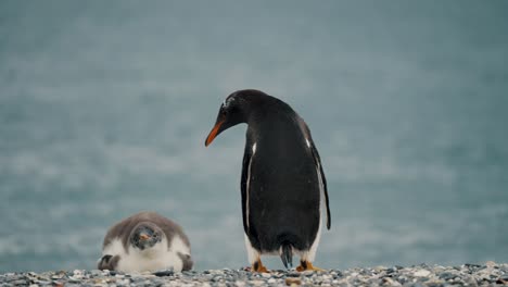 Vista-Posterior-Del-Pingüino-Papúa-Adulto-Parado-Junto-A-Su-Polluelo-Tirado-En-El-Suelo