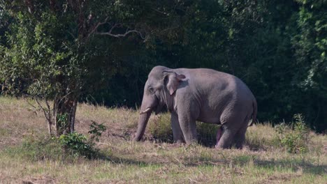 Trunk-down-into-the-dirt-while-its-massive-male-genital-dangles-as-it-also-fans-its-body-with-its-ears,-Indian-Elephant-Elephas-maximus-indicus,-Thailand