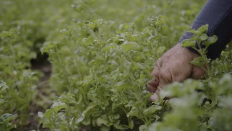 Primer-Plano-De-Manos-Inspeccionando-Suavemente-Espinacas-Frescas-En-Una-Granja,-Centrándose-En-La-Calidad-Y-El-Cuidado