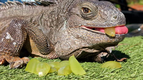 Iguana-Feliz-De-Cerca-Comiendo-Fruta-Verde