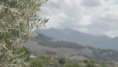 Olivenblüte-Mit-Einem-Berg-Im-Hintergrund-An-Einem-Bewölkten-Tag