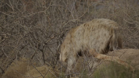 Hyena-walking-away-from-the-camera-in-a-sparse-brush