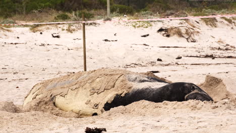 Molting-Southern-Elephant-Seal-Mirounga-leonina-scoops-sand-onto-body-on-beach