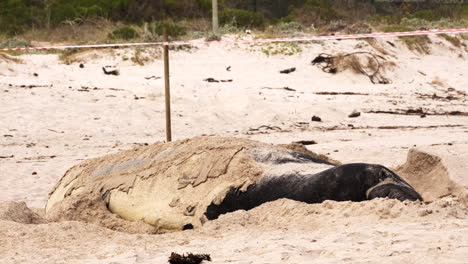 La-Muda-Del-Elefante-Marino-Del-Sur-Mirounga-Leonina-Saca-Arena-Sobre-El-Cuerpo-En-La-Playa