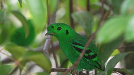 Close-up-shot-of-a-green-broadbill-perched-on-tree-branch-amidst-in-the-canopy,-preening-and-grooming-its-plumage-and-wondering-around-its-surrounding-environment