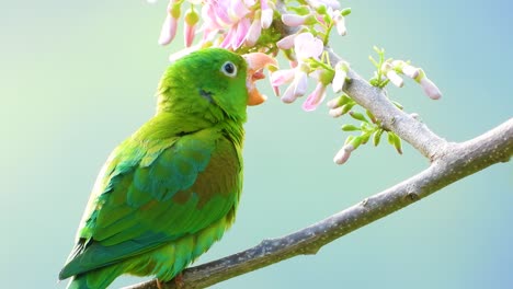 Periquito-Verde-De-Mentón-Naranja-Gira-Sobre-Una-Rama-Floreciente-De-Mano