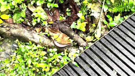 Goldener-Skink-Auf-Waldboden-Neben-Der-Strandpromenade-Im-Naturpark-In-Singapur