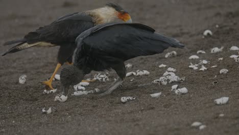 Black-vulture-and-carcara-bird-preying-on-turtle-eggs-on-a-sandy-beach-in-the-rain