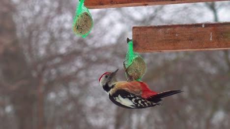 Middle-spotted-woodpecker-feed-from-seed-grain-ball-near-outdoor-feeder