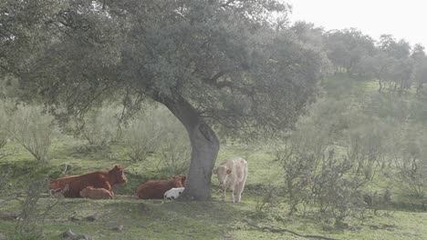 a-group-of-cows-are-in-the-field-with-their-cows