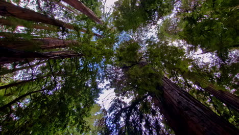 Low-angle-shot-of-Muir-Woods-National-Monument-Giant-Redwood-Sequoia-forest-trees-tower-skyward-in-Marin-County,-California,-USA-at-daytime