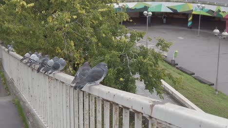 birds-doves-pigeons-flying-off-the-ledge