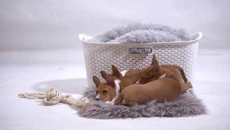 El-Cachorro-Basenji-Viene-A-Dormir-Con-Los-Hermanos-Del-Grupo-Duermen-Juntos-En-Cámara-Lenta