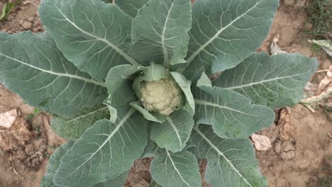 Kohl-Wurde-Auf-Dem-Feld-Angebaut