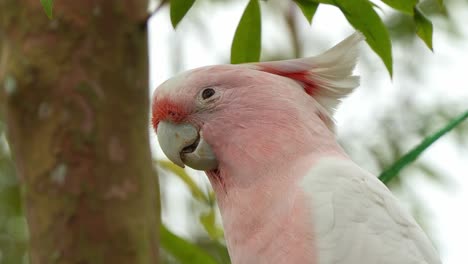 Beautiful-Major-mitchell's-cockatoo,-pink-cockatoo,-cacatua-leadbeateri-spotted-on-the-tree,-feeding-on-seed,-close-up-shot-of-Australian-bird-species
