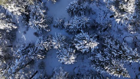 Luftaufnahme-Eines-Schneebedeckten-Berggipfels-Im-Winter,-Landschaft-Aus-Schneebedeckten-Kiefern