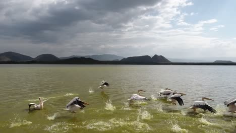 Drone-shot-of-pelicans-wading-in-Lake-Elementaita-and-then-taking-flight