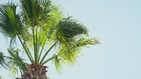 Round-leaf-fountain-palm-tree-with-a-blue-sky-background,-static-closeup-slow-motion