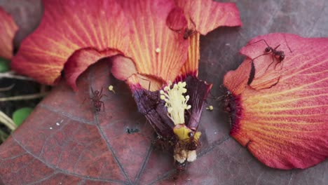 Ameisen-Krabbeln-über-Verwelkte-Blütenblätter-Und-Stempel