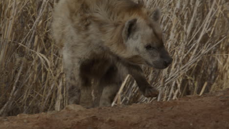 Close-up-elderly-hyena-foraging-in-the-wild