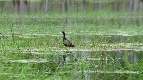 Die-Kamera-Gleitet-Nach-Rechts,-Während-Sie-Herauszoomt-Und-Dieses-Schöne-Szenario-In-Einem-Feuchtgebiet-Enthüllt,-Bronzeflügel-Blatthühnchen-(Metopidius-Indicus),-Thailand