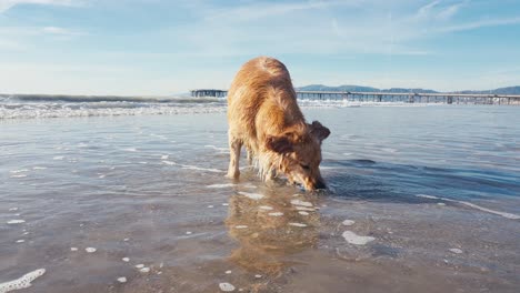 Golden-Retriever-Hund-Fängt-Den-Ball-Aus-Dem-Meerwasser-Am-Sandstrand,-Zeitlupe