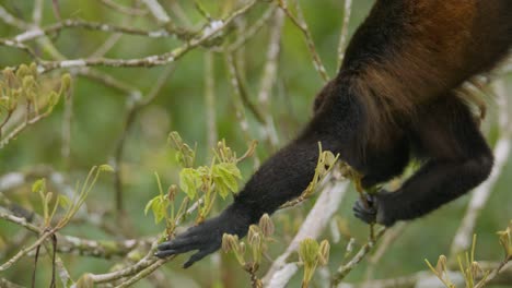 Mono-Aullador-Colgando-De-Su-Cola-Prensil-Se-Alimenta-De-Hojas-Frescas-De-La-Selva-Costa-Rica