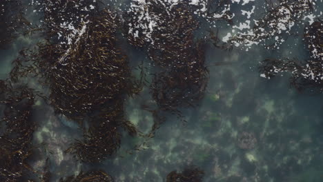 4K-overhead-of-Monterey-Bay-Harbor-Seas-hiding-under-kelp-beds