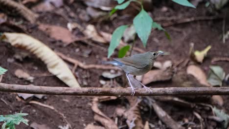 Wedelt-Schnell-Mit-Dem-Schwanz-Und-Bewegt-Sich-Dann-Nach-Rechts,-Während-Es-Nach-Oben-Schaut,-Sibirischer-Blaukehlchen-Larvivora-Cyane,-Thailand