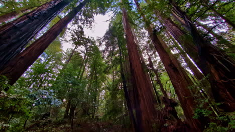 Tilt-view-of-old-growth-forest-in-coastal-redwoods-of-Muir-Woods-national-monument