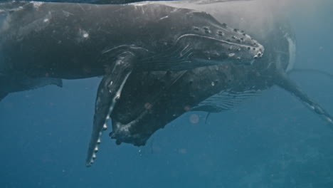 Humpback-Whale-Calf-Hugs-Mom's-Face-With-Its-Cute-And-Bumpy-Flippers