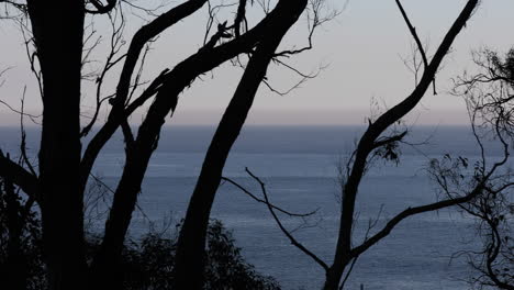 Statischer-Blick-Auf-Das-Offene-Meer-Durch-Die-Silhouette-Eines-Baumes-An-Einem-Nebligen-Morgen