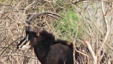 Primer-Plano-De-Antílope-Sable-En-Woode-Savanna-En-Sudáfrica