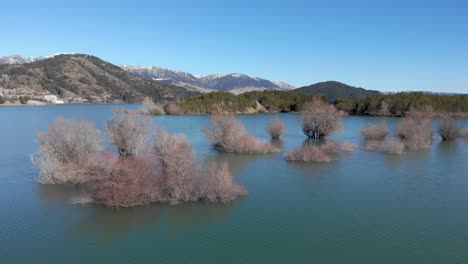 Aerial-view-of-bushes-trees-inside-Aoos-spring-lake-Greece-Zagori