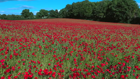 Luftaufnahmen-Fliegen-Tief-über-Mohnfeld-Country-Remembrance-Day-4k