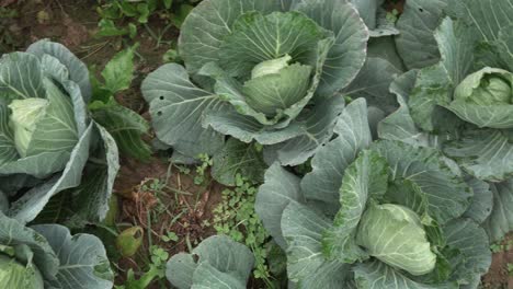 Cabbage-has-been-cultivated-in-the-field