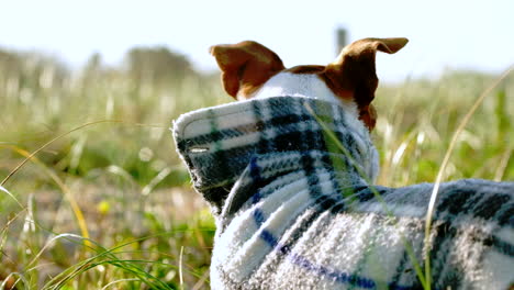 Nahaufnahme-Von-Hinten-Von-Alarmierten-Jack-Russell-Ohren-Bei-Sonnenaufgang-Zwischen-Gräsern