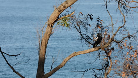 Bird-resting-on-a-tree-branch,-enjoying-the-serene-view-of-its-surroundings