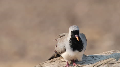 Wind-Blowing-On-Feathers-Of-Namaqua-Dove-On-Wood-In-Sub-Saharan-Africa